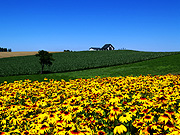 �V�h�̋u����̕��i