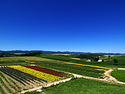 �V�h�̋u����̕��i