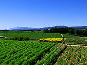 �V�h�̋u����̕��i