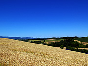 ���l�p�m���}���[�h�̕��i