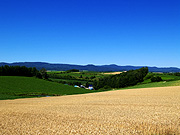 ���l�p�m���}���[�h�̕��i