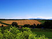 ���l�p�m���}���[�h�̕��i