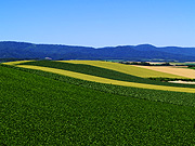 ���l�p�m���}���[�h�̕��i