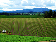 ���l�p�m���}���[�h�̕��i