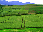 ���l�p�m���}���[�h�̕��i