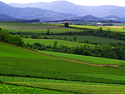 ���l�p�m���}���[�h�̕��i