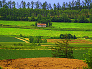 ���l�p�m���}���[�h�̕��i