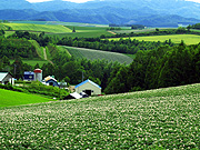 ���l�p�m���}���[�h�̕��i