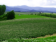 ���l�p�m���}���[�h�̕��i