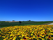 �V�h�̋u����̕��i