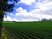 �}�C���h�Z�u���̋u