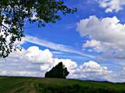 ���l�p�b�`���[�N�̘H�̕��i