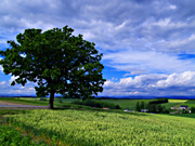 �Z�u���X�^�[�̖�