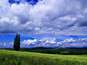 �P���ƃ����[�̖�