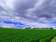 ���l�p�b�`���[�N�̘H�̕��i