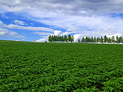 ���l�p�b�`���[�N�̘H�̕��i