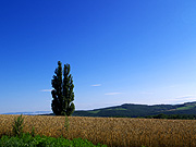 �P���ƃ����[�̖�