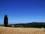 �P���ƃ����[�̖�