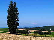 �P���ƃ����[�̖�