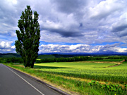 �P���ƃ����[�̖�