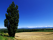 �P���ƃ����[�̖�