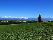 �P���ƃ����[�̖�