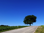 �Z�u���X�^�[�̖�