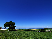 �Z�u���X�^�[�̖�