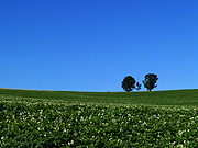 ���l�E�p�b�`���[�N�̘H