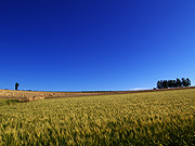 ���l�p�b�`���[�N�̘H�̕��i