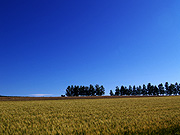 ���l�p�b�`���[�N�̘H�̕��i