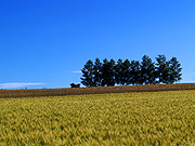 ���l�p�b�`���[�N�̘H�̕��i