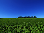 �}�C���h�Z�u���̋u