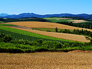 �}�C���h�Z�u���̋u����̕��i