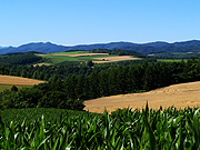 �}�C���h�Z�u���̋u����̕��i