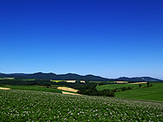 �}�C���h�Z�u���̋u����̕��i