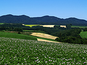 �}�C���h�Z�u���̋u����̕��i