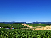 ���l�p�b�`���[�N�̘H�̕��i