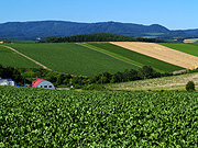 ���l�p�b�`���[�N�̘H�̕��i