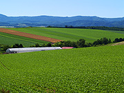 ���l�p�b�`���[�N�̘H�̕��i