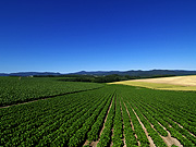 ���l�p�b�`���[�N�̘H�̕��i