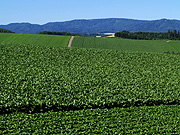 ���l�p�b�`���[�N�̘H�̕��i