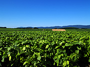 ���l�p�b�`���[�N�̘H�̕��i