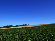 ���l�p�b�`���[�N�̘H�̕��i