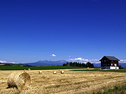 ���l�p�b�`���[�N�̘H�̕��i