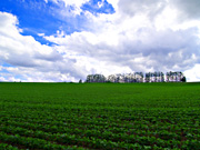 �}�C���h�Z�u���̋u