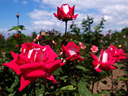 �Ԃ��o���Ɛ�