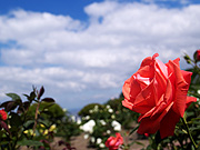 �Ԃ��o���Ɛ�