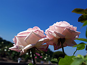 �s���N�̃o���Ɛ�