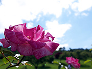 �s���N�̃o���Ɛ�